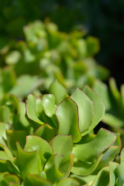 Ripple Jade Plant Leaves Latin Name Crassula Arborescens Subsp Undulatifolia — Stockfoto