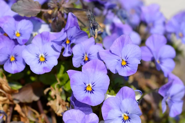 Blå Hornvioletta Blommor Latinskt Namn Viola Cornuta — Stockfoto