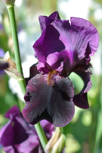 Iris Barbuto Alto Sable Night Flower Nome Latino Iris Barbata — Foto Stock