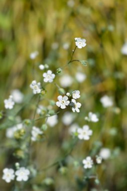 Venüs göbek otu küçük çiçekler - Latince adı - Omphalodes linifolia