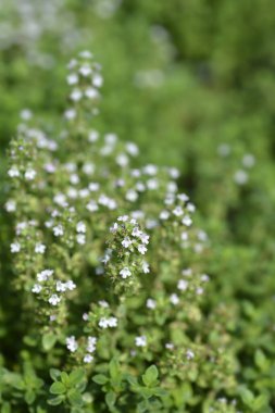 Limonlu Thyme küçük çiçekleri - Latince adı - Thymus x citriodorus