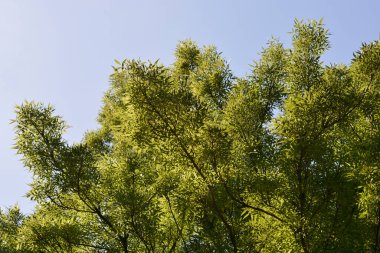 Mavi gökyüzüne karşı dar yapraklı kül dalları - Latince adı - Fraxinus angustifolia