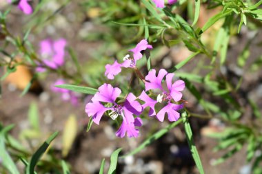 Pinkfairies flowers - Latin name - Clarkia pulchella