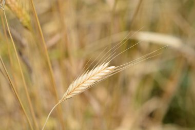 Einkorn buğdayı - Latince adı - Triticum boeoticum
