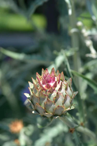 Artichoke Thistle Flower Bud Latin Name Cynara Cardunculus — Stock Photo, Image