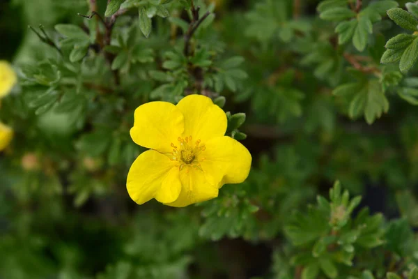 Shrubby Cinquefoil Sommerflor Latin Name Dasiphora Fruticosa Sommerflor — Stock Photo, Image