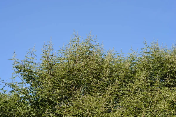 Lilac Chaste Tree Branches Flower Buds Blue Sky Latin Name — Fotografia de Stock