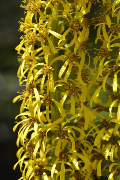 Wilsons Leopardo Planta Flores Amarelas Nome Latino Ligularia Wilsoniana — Fotografia de Stock