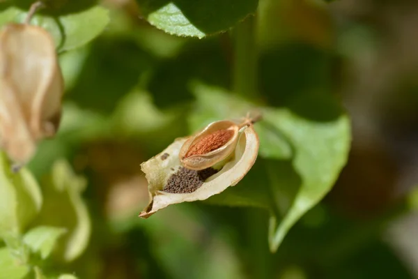 Affenblume Kaputte Samenschale Lateinischer Name Mimulus Luteus — Stockfoto