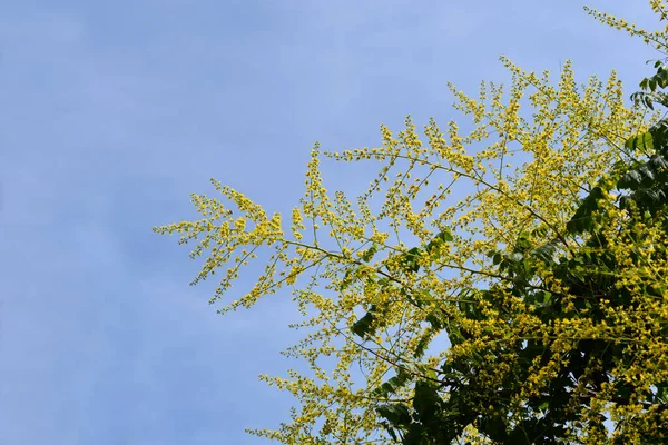 Golden Rain Tree Branches Yellow Flowers Blue Sky Latin Name — Photo