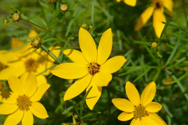 Flores Amarelas Caroço Whorled Nome Latino Coreopsis Verticillata — Fotografia de Stock