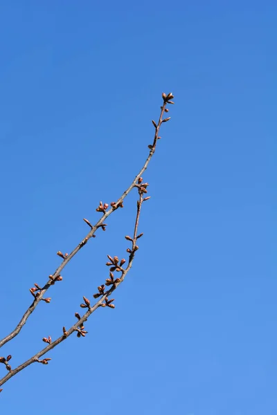 Mavi Gökyüzüne Karşı Çiçek Yaprak Tomurcukları Olan Japon Kiraz Dalları — Stok fotoğraf