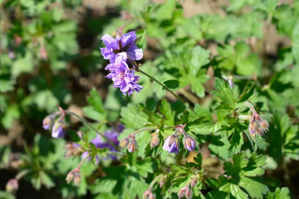 Himalayan Cranesbill Plenum Flowers Latin Name Geranium Himalayense Plenum — Stockfoto