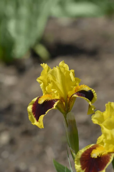 標準的なドワーフひげそりアイリス究極の花 ラテン名 アイリス究極 — ストック写真