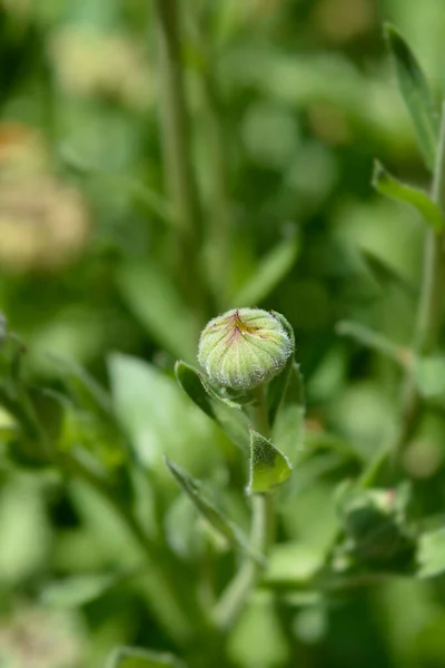 Calendula Officinalis Назва Садових Квіток — стокове фото