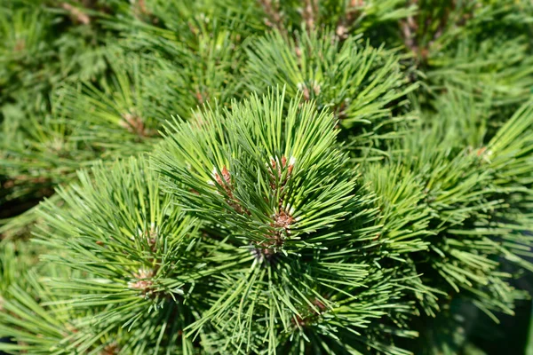 Чорна Сосна Філія Брепо Латинська Назва Pinus Nigra Brepo — стокове фото