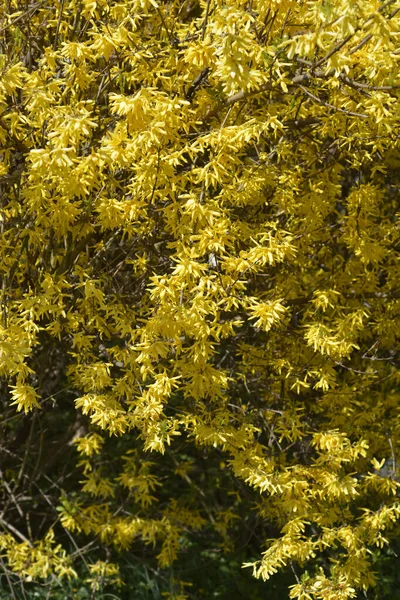 Ağlayan Sarı Çiçekler Latince Adı Forsythia Asması — Stok fotoğraf