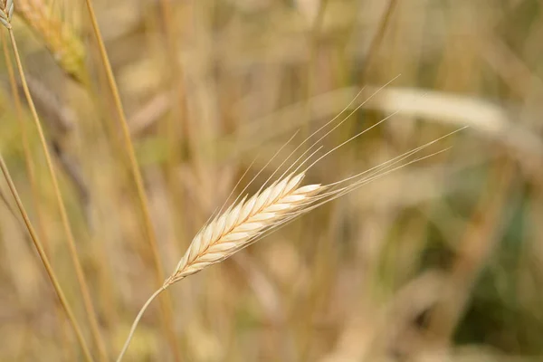 Einkorn Búza Latin Név Triticum Boeoticum — Stock Fotó