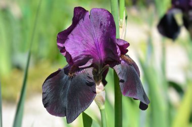 Uzun sakallı iris samur çiçeği - Latince adı - Iris barbata elatior Sable Night