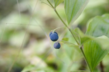 Kokulu Solomonlar fok yaprakları ve mavi meyveler - Latince adı - Polygonatum odoratum