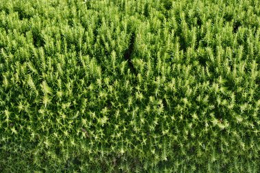 Rosemary branches with green leaves - Latin name - Rosmarinus officinalis