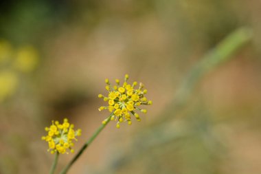 Genel rezene çiçekleri - Latince adı - Foeniculum vulgare