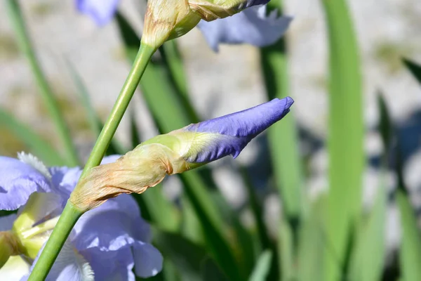Ψηλός Γενειοφόρος Ίριδας Eleanors Pride Flower Bud Λατινική Ονομασία Iris — Φωτογραφία Αρχείου