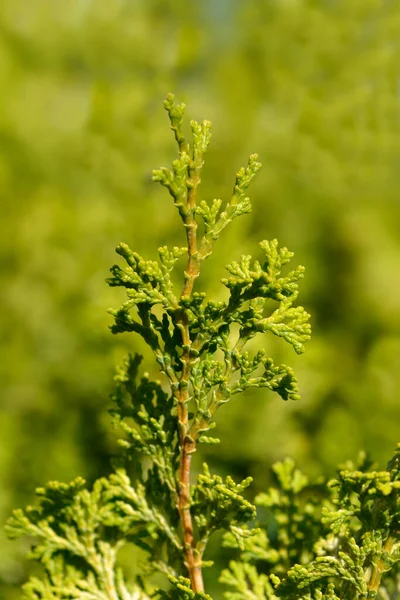 Golden Hinoki Cypress Branches Latin Name Chamaecyparis Obtusa Aurea — Foto de Stock