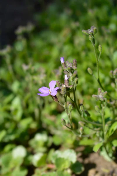 Fioletowe Kwiaty Rzeżuchy Łacińska Nazwa Aubrieta Deltoidea — Zdjęcie stockowe