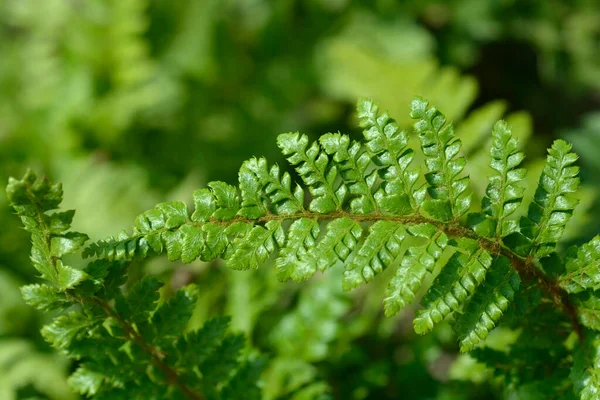 Japanese Lace Fern Jade Leaves Latin Name Polystichum Polyblepharum Jade — Stock Photo, Image