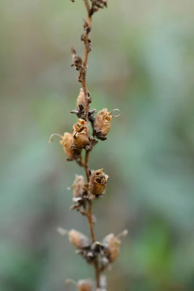 스냅드래곤씨 꼬투리 라틴어 Antirrhinum Mamaus — 스톡 사진