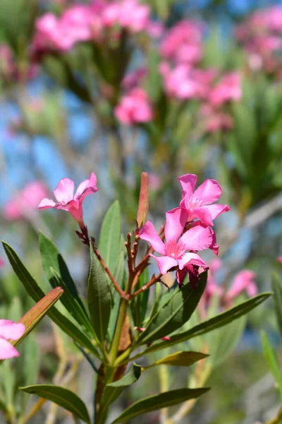 Yhteinen Oleanteri Vaaleanpunaisia Kukkia Latinankielinen Nimi Nerium Oleander — kuvapankkivalokuva