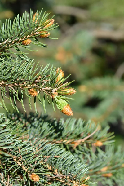 コロラドブルースプルースの枝に新しい針 ラテン語名 Picea Pungen Var グラウカ — ストック写真
