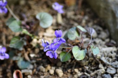 Labrador viyola çiçekleri - Latince adı - Viola labradorica