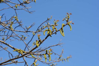 Mavi gökyüzüne karşı çiçekli ve yeni yapraklı yaygın ceviz dalı - Latince adı - Juglans regia
