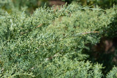 Juniper Hetzii şubesi - Latince adı - Juniperus x pfitzeriana Hetzii