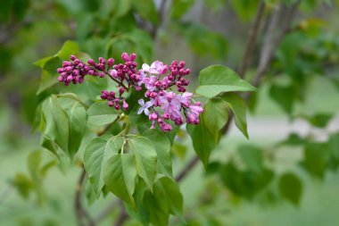 Leylak Esther Staley çiçekleri - Latince adı - Şırınga x sümbül Esther Staley