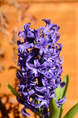 Yaygın sümbül çiçeği - Latince adı - Hyacinthus orientalis