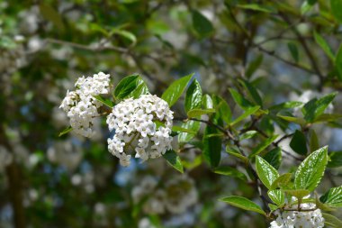 Kore baharatlı viburnum beyaz çiçekler - Latince adı Viburnum carlesii