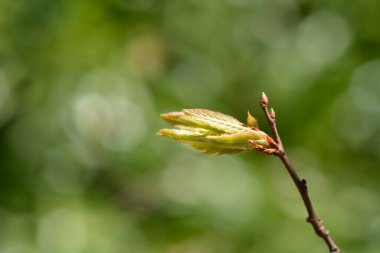 Lebanon oak branch with new leaves - Latin name - Quercus libani