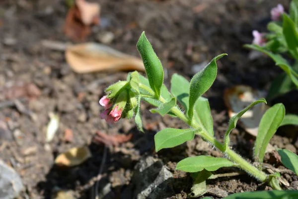 Red Lungwort Flowers Latin Name Pulmonaria Rubra — Stock Photo, Image