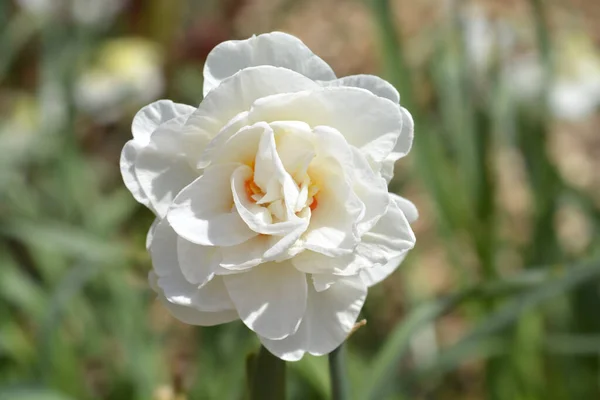 Flor Dupla Daffodil Deriva Flor Branca Laranja Nome Latino Deriva — Fotografia de Stock