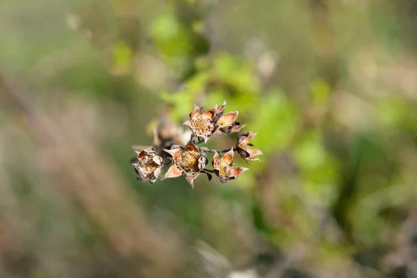 Θρούμπι Στεγνό Κλαδί Cinquefoil Κεφαλές Σπόρων Λατινική Ονομασία Potentilla Fruticosa — Φωτογραφία Αρχείου