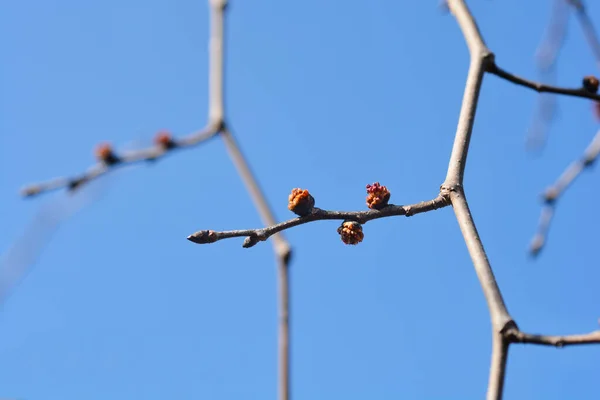 Weeping Wych Elm Branch Flower Buds Latin Name Ulmus Glabra — Stock Photo, Image