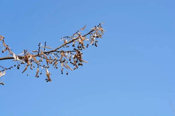 Breitblättriger Lindenzweig Mit Knospen Und Trockenen Samen Vor Blauem Himmel — Stockfoto