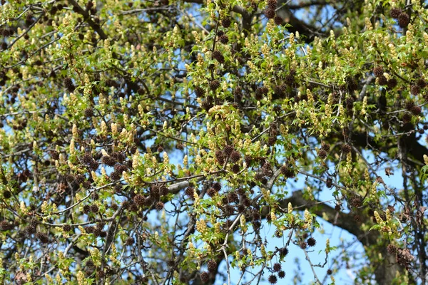 American Sweetgum Branches Flower Buds Seeds Latin Name Liquidambar Styraciflua — Stock Photo, Image