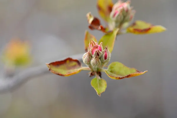 花の芽を持つアイダード枝 ラテン名 Malus Domesticaアイダード — ストック写真