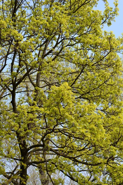 ノルウェーカエデの枝 ラテン語名 Acer Platanoides — ストック写真