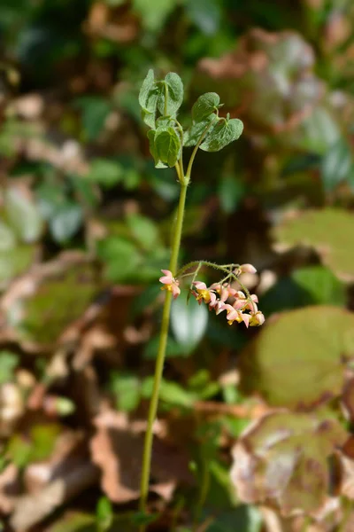 Alpine Barrenwort Flowers Leaves Latin Name Epimedium Alpinum — Fotografia de Stock