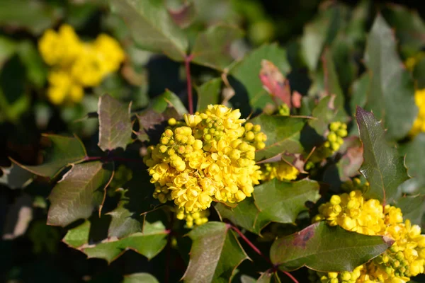 Oregonské Hrozny Latinský Název Berberis Aquifolium — Stock fotografie